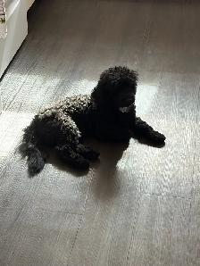 Miniature Poodle Puppy - Purebread - Photo 2