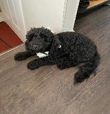 Miniature Poodle Puppy - Purebread - Photo 3