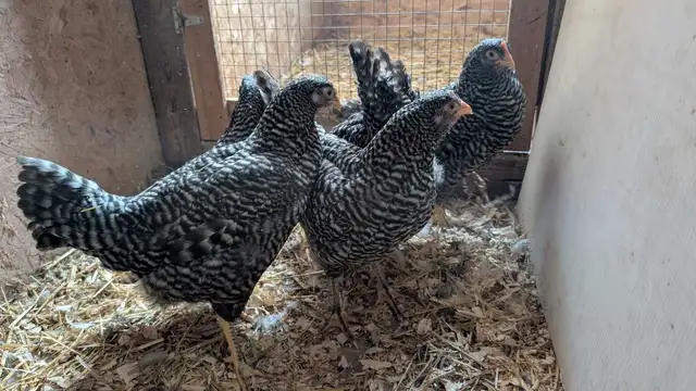 barred rock pullets
