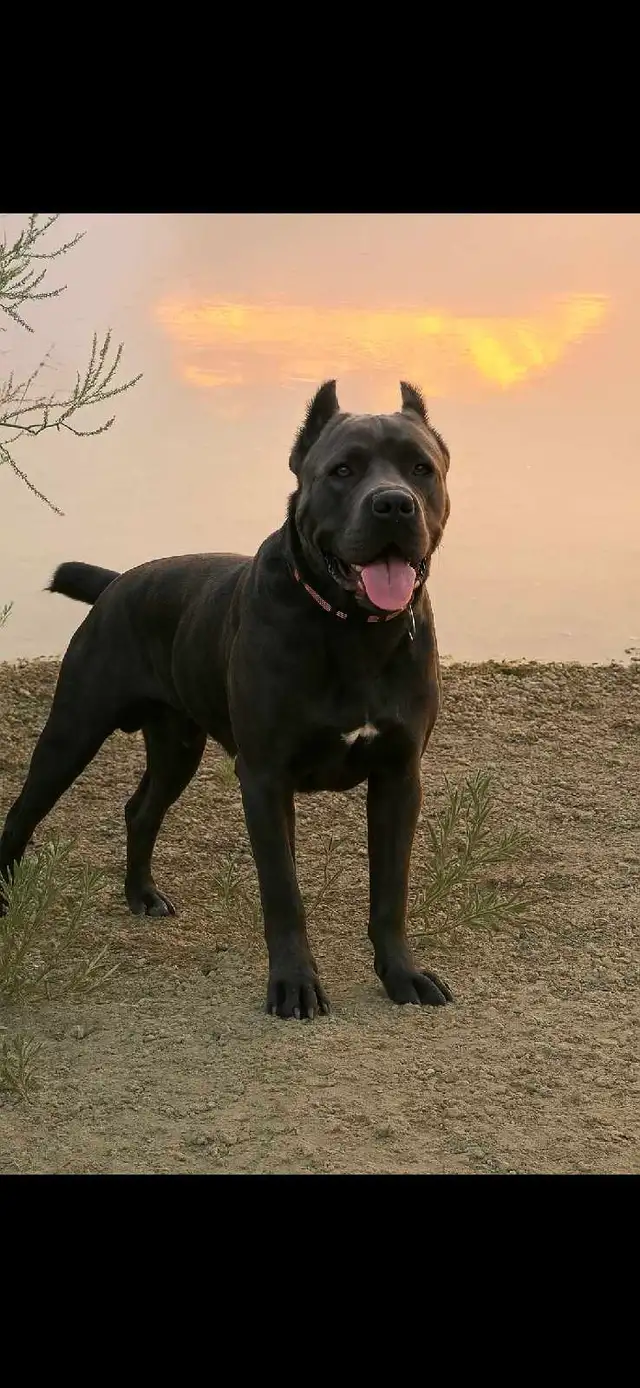 ICCF male Cane Corso