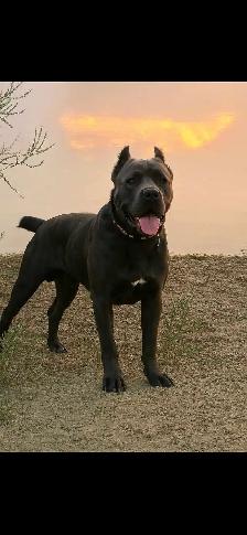 ICCF male Cane Corso