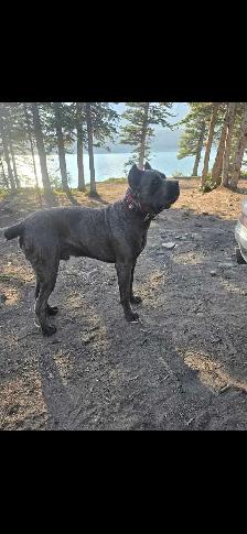 ICCF male Cane Corso - Photo 2