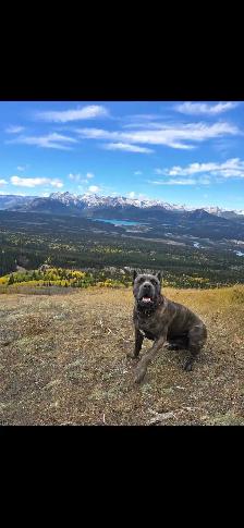 ICCF male Cane Corso - Photo 3