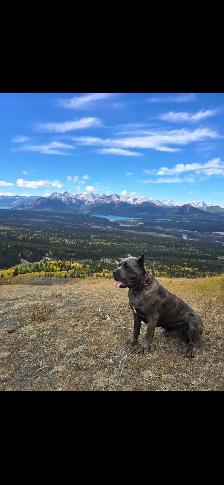 ICCF male Cane Corso - Photo 4