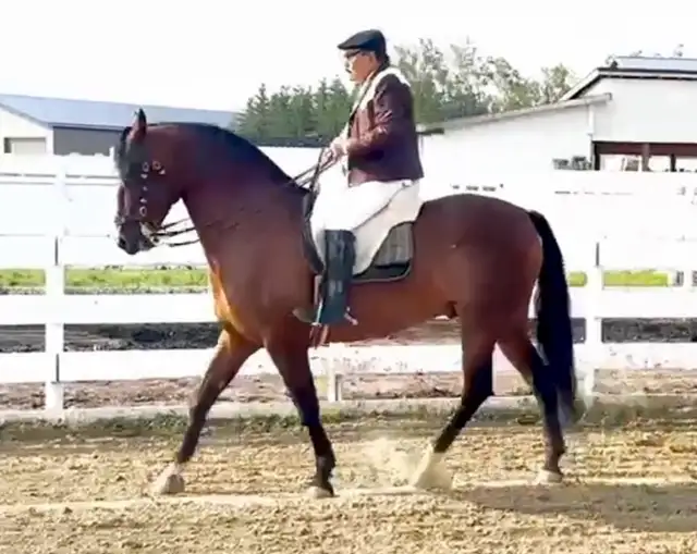 Regalo 2015 purebred Spanish horse gelding