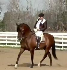 Regalo 2015 purebred Spanish horse gelding - Photo 2