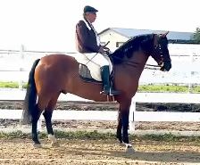 Regalo 2015 purebred Spanish horse gelding - Photo 3