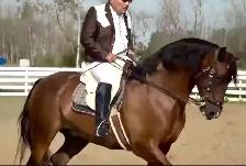 Regalo 2015 purebred Spanish horse gelding - Photo 4