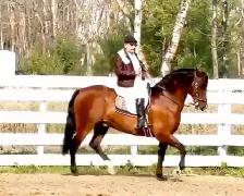 Regalo 2015 purebred Spanish horse gelding - Photo 5