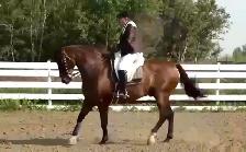 Regalo 2015 purebred Spanish horse gelding - Photo 6