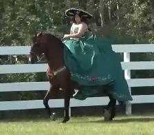 Regalo 2015 purebred Spanish horse gelding - Photo 7