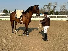 Regalo 2015 purebred Spanish horse gelding - Photo 8