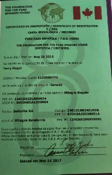 Regalo 2015 purebred Spanish horse gelding - Photo 9