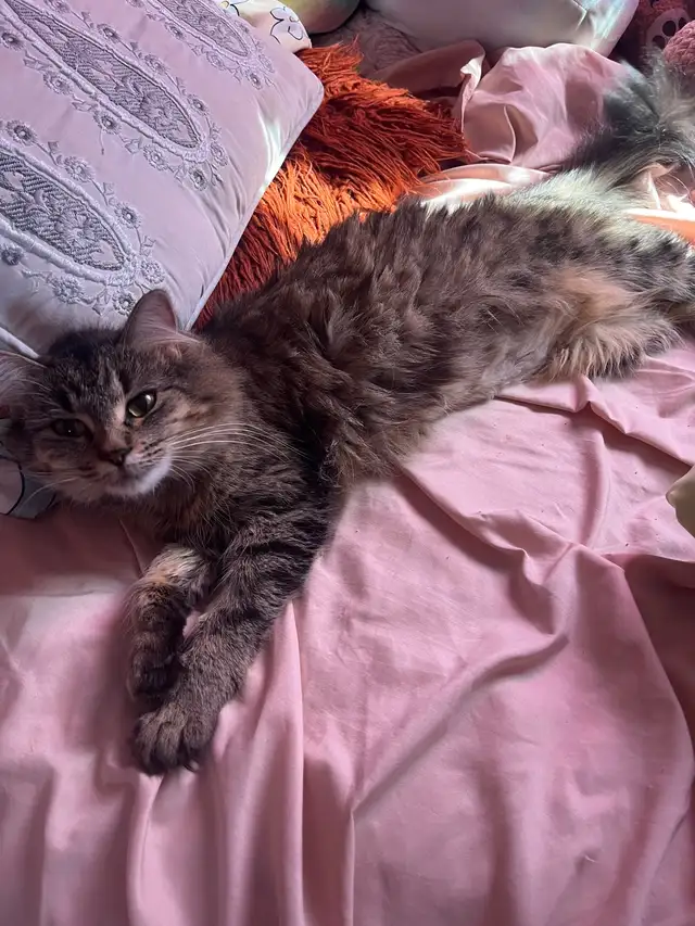 FREE friendly female cat!