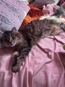 FREE friendly female cat!