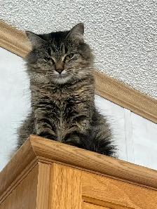 FREE friendly female cat! - Photo 2