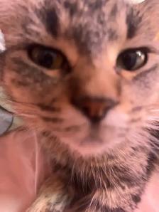 FREE friendly female cat! - Photo 3