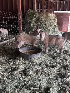 lambs ( ewe and wether)