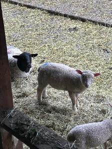 lambs ( ewe and wether) - Photo 2
