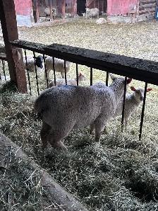 lambs ( ewe and wether) - Photo 3