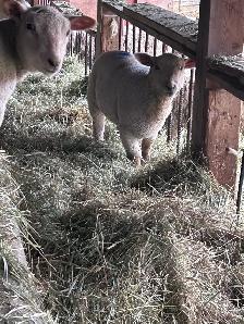 lambs ( ewe and wether) - Photo 5