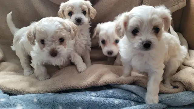 Pomchipoo/Caniche miniature mix Pomeranian