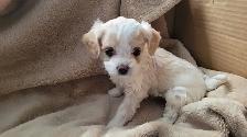 Pomchipoo/Caniche miniature mix Pomeranian - Photo 3