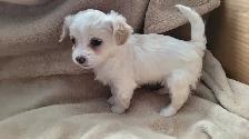 Pomchipoo/Caniche miniature mix Pomeranian - Photo 8