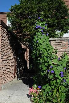 Finch/Warden - Clean, bright, quiet, large private 2nd floor rm. - Photo 9