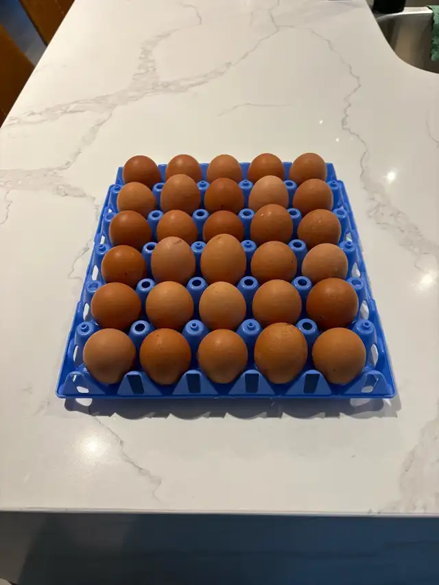 farm fresh eggs