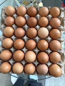 farm fresh eggs