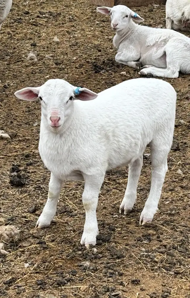 White Dorper hair Sheep