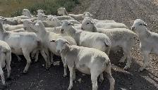 White Dorper hair Sheep - Photo 2