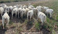 White Dorper hair Sheep - Photo 3