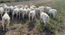 White Dorper hair Sheep - Photo 4