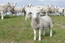 White Dorper hair Sheep - Photo 7