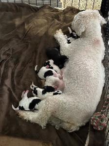 bichon yorkies - Photo 2