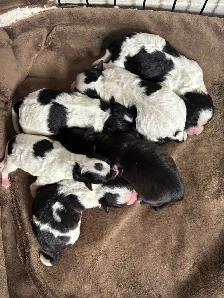 bichon yorkies - Photo 3