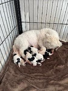 bichon yorkies - Photo 4