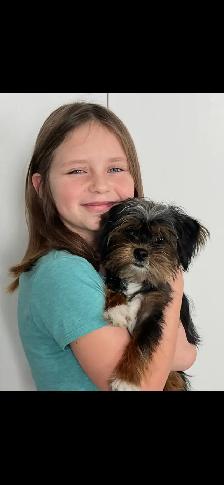 bichon yorkies - Photo 6