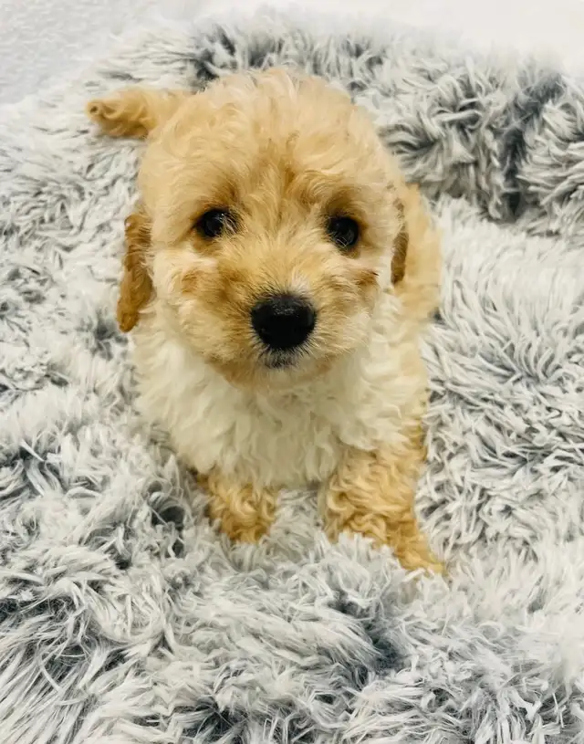 Beautiful Cavapoo Ever!