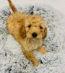 Beautiful Cavapoo Ever! - Photo 2