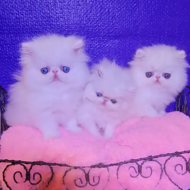 Exquisite Registered Persian Kittens