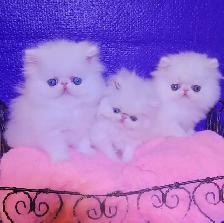 Exquisite Registered Persian Kittens
