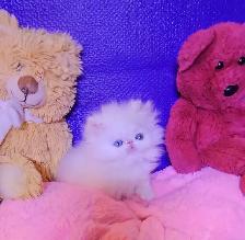 Exquisite Registered Persian Kittens - Photo 2