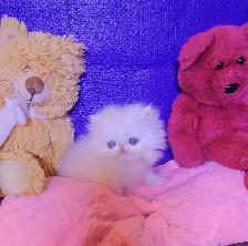 Exquisite Registered Persian Kittens - Photo 3