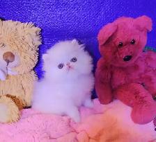 Exquisite Registered Persian Kittens - Photo 4