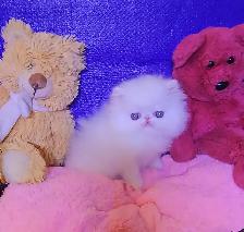 Exquisite Registered Persian Kittens - Photo 5