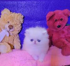 Exquisite Registered Persian Kittens - Photo 6