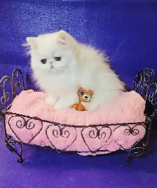 Exquisite Registered Persian Kittens - Photo 8